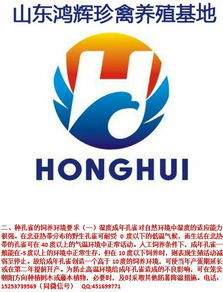 山東鴻輝珍禽養(yǎng)殖場與鴻雀信息科技 珍禽養(yǎng)殖與數(shù)字創(chuàng)新的融合典范